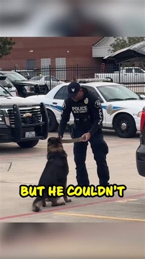 52K views · 2.1K reactions | Police K9 Gets Distracted by Paparazzi! You Won’t Believe His Reaction!  : @thek9quinn IG #CopHumor #Comedy #K9 #Dog #Police #Reels #fyp | CopHumor_ | Facebook