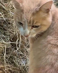 86 reactions · 9 comments | ARTHUR'S BLOG:: Hi All, Sorry I missed...