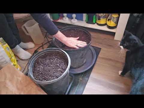 How to Grow Turmeric Indoors from Store Bought Roots | 5 Week Update