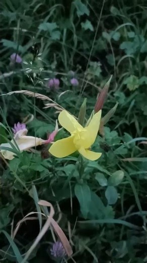 Öffnende Nachtkerze (Evening Primrose opening, Oenothera biennis) double speed