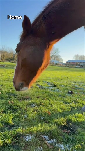 Kathleen kitty King (@kathleenkittyking)’s video of Home