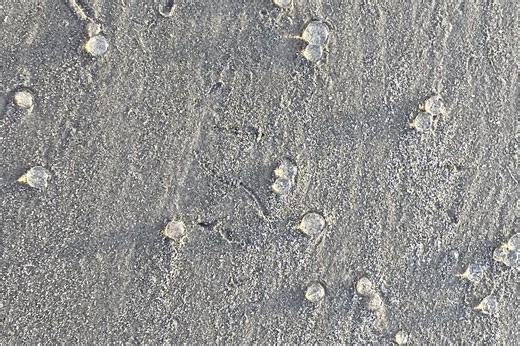Galveston's beaches see invasion of tiny, odd blobs