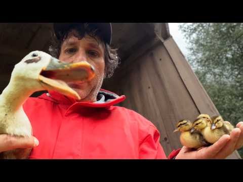 I Found 8 Baby Ducks in a Storm