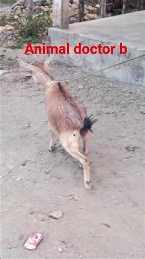 goat diseases #treatment #animaldoctorb