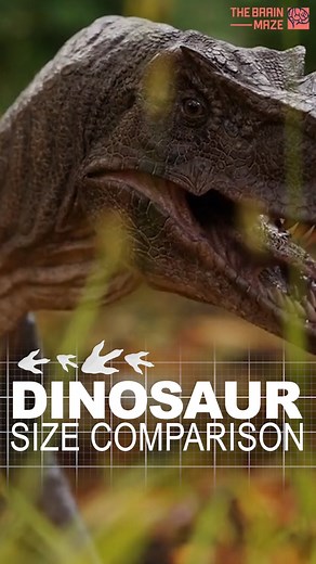 Dinosaur Size Comparison - Ever wondered just how BIG dinosaurs were? This video will take you on a prehistoric journey, revealing the true scale of these magnificent giants! Prepare to be amazed as we compare them to... you guessed it, a human! How do these titans stack up? But size isn't everything! Get ready to hear the bone-chilling roars of these ancient beasts. Can you imagine the earth shaking as they stomped through the jungle? So how did scientists figure out what these incredible creat