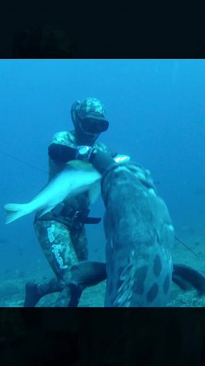 When Fish Attack! Crazy Footage of Spearfishing Disaster