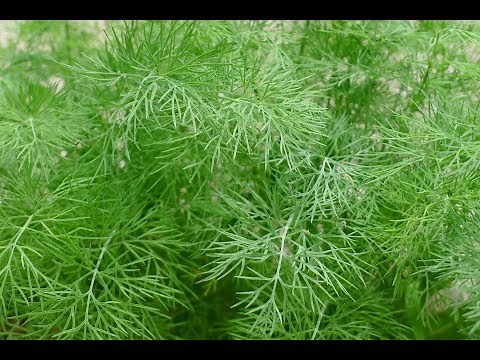 Growing, Storing and Using Dill