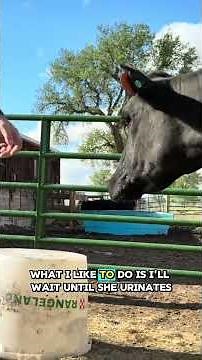A cow doesn’t care whose calf it is… until she smells this.