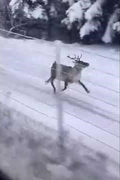 Reindeer running after the train 🚂 ￼#shortvideo 🦌…