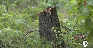 Chippewa Watershed Conservancy set to open first nature preserve in Clare County