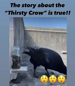 Crows are so intelligent 😲👏 - the story must definitely be true! P.s. That’s a raven here, but from the same Corvidae family. Both crows and ravens are known to be very intelligent. | Fabulous Mom Life