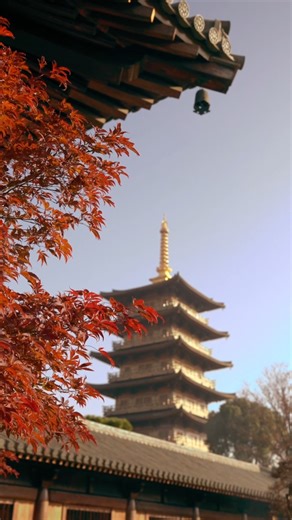 Autumn in Shanghai hits different at Baoshan Temple 🍂✨ Deep in late fall, the ancient architecture glows next to fiery red maple leaves—total eye candy for your feed. Don’t miss this dreamy mix of old-world charm and autumn vibes! ⏰ Hours: 8:00–16:00 (closed Mon) 🎫 Tickets: Free 📍 Transport: Metro Line 7 to Meilan Lake Sta, then bus 963 . . . 📸: 魏雨生 宝山区新闻办 . . . Share the beauty of Shanghai you captured and tag #ipshanghai to be featured. . . . . #temple #templevisit #Baoshan #baoshantemple 