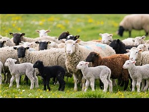 Lovely moments of sheep in spring meadow - Sheep and goat sounds - Sheep and goat videos