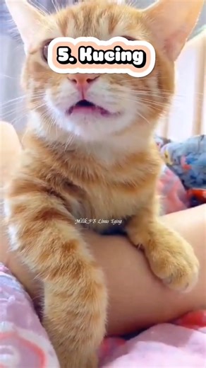 Ini lah maksud yang tersirat ketika kita dihadiri binatang dengan tiba2,yang ke 12 mesti kamu #IlmuAlam #PetandaAwal #Fyp #VideoViral @sorotan | Linus Eging