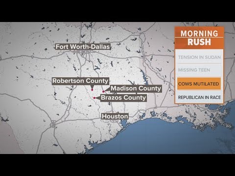 6 cows found dead, mutilated across Texas, officials say