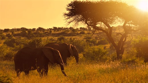 大象 日落 萨凡纳 - Free video on Pixabay