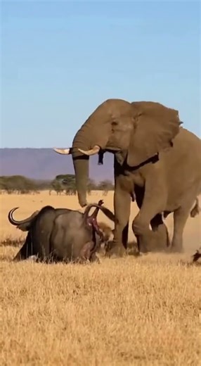A pack of hyenas attacked a pregnant buffalo cow, but an elephant saved her.