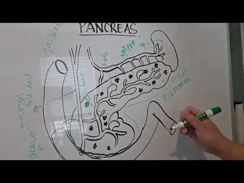 Labeling parts of Pancreas