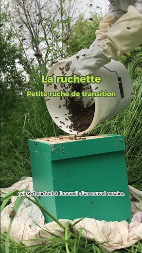 Ruche, ruchette, rucher, définitions et différences
