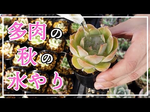 【多肉植物】多肉の秋の水やり。