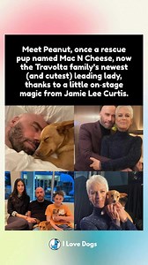 From rescue pup to superstar! 🌟 Meet Peanut, formerly known as Mac N Cheese, now the heartwarming new member of the Travolta family, thanks to some on-stage magic by Jamie Lee Curtis. 💖 A perfect reminder that every pup deserves a second chance and the love of a family. 🐾✨ #AdoptDontShop #RescuePup #FamilyLove | I Love Dogs