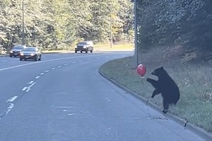 WATCH: Adorable Black Bear Cub Battles Balloon On The Side Of The Road
