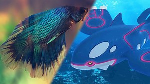 Pokemon fan’s pet fish discovers game-breaking Sapphire bug years later