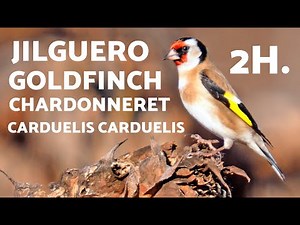 2h de CHANT DE CHARDONNERET pour DÉBUTANTS et MOTIVER À CHANTER