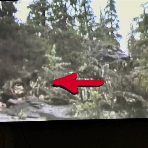 My dogs detected something scary in the woods #fear #dogs #creepy #paranormal #pets