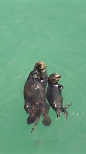 Happy World Otter Day! Otters are crucial species that help maintain ecosystem balance. Sea otters in particular, help protect kelp forest habitats by managing the populations of prey, like urchins. Without them, the urchins overgraze and the kelp systems collapse. These intelligent, social creatures engage in unique behaviours like holding paws while sleeping and using tools, such as rocks as anvils to crack open shellfish. Despite their significance, species like sea otters and marine otters r