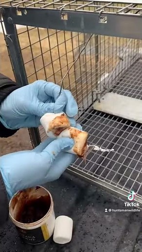 Basics on Baiting and Setting a Raccoon Trap #shorts