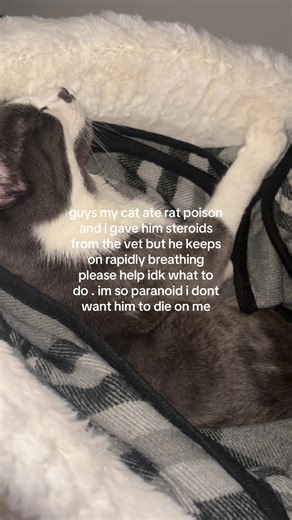 Emergency Care for Cats: Poison Ingestion and Symptoms