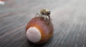 Ever Seen a Bug Use Its Nose Like a Power Tool? Meet the Weevil