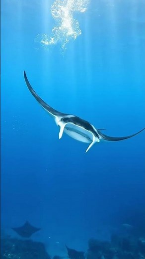 This Manta Ray Move Looks Unreal 🌊🛸 #MantaRay #OceanLife #MarineWildlife