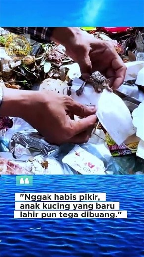 anak kucing baru lahir di buang begitu saja😥🥀 #cat #kucing #savecat