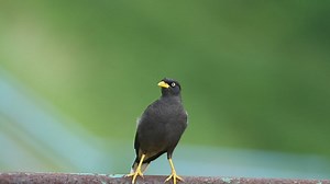Bird flying away from the ground - Free Stock Video