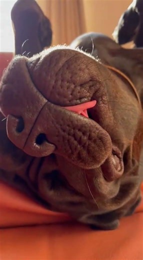 Does Your Cane Corso Sleep Like a Human Too? #canecorso