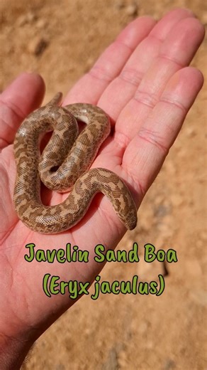A little Javelin Sand Boa (Eryx jaculus) from the semi-desert last spring! #HerpingLebanon #sandboa #eryxjaculus #Reptiles #lebanon | Herping Lebanon by Rami Khashab