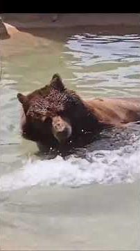 "Grizzly Bear Catching Salmon in the Wild | Amazing Nature Documentary"