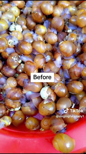 Sustainable Snail Farming: From Eggs to Table Size