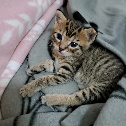 #cutelittlekitty😻😻 #cutecat #kitty