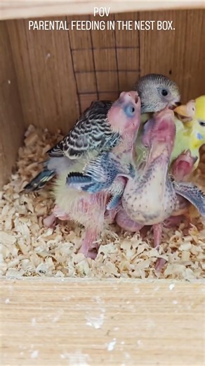 Parental Feeding InThe Nest Box. Little Babies Difficult To Handle.