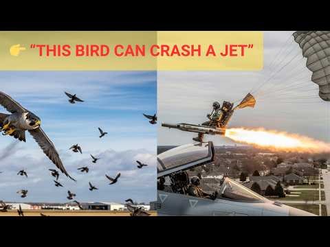 The Hidden War Between Fighter Jets and Birds | Military Bird Strike Defense