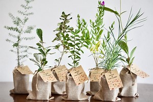 AUSTRALIAN NATIVE PLANTS - Pack of 10 Seedling Corporate Gift - Teachers Gifts - Etsy Australia