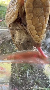 Andy is a huge fan of watermelon juice. Not one drop was leftover. | Bear Den Zoo & Petting Farm