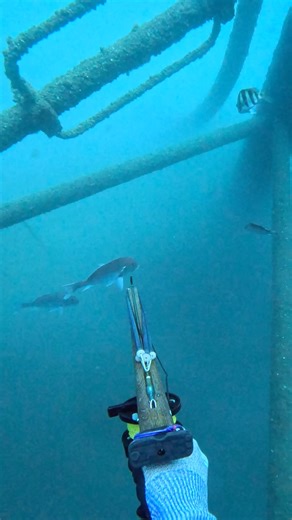 334K views · 5.6K reactions | Spearfishing Giant Red Snapper Under Oil Rigs! #spearfishing #fishing | Nick Bailey Spearfishing | Facebook