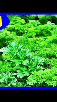 Harvesting Parsley Seeds TIPS - EASIEST WAY (Save Money)
