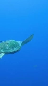 [NEW] Stunning 4K Underwater footage - Rare & Colorful Sea Life Video - Ocean Sounds to Sleep, Relax-072 Part 603