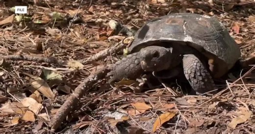 Sanibel-Captiva Conservation Foundation restores a threatened tortoise habitat on Sanibel Island