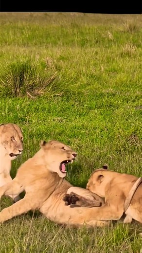 Why do three lionesses fight among themselves